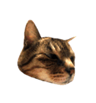 ねこ の みーこ 2 写真（個別スタンプ：40）