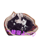 wagashineko（個別スタンプ：3）
