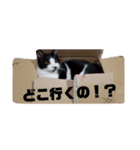 wagashineko（個別スタンプ：5）