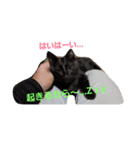 wagashineko（個別スタンプ：6）