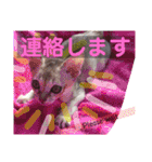 gege スタンプ02（個別スタンプ：7）