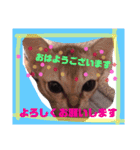 gege スタンプ02（個別スタンプ：15）