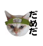 忍ねこ★スタンピ（個別スタンプ：12）