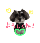 犬のいる暮らしシュナイヴ Ⅰ（個別スタンプ：1）