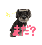 犬のいる暮らしシュナイヴ Ⅰ（個別スタンプ：2）