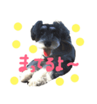 犬のいる暮らしシュナイヴ Ⅰ（個別スタンプ：4）