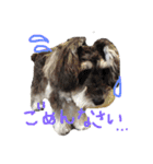 犬のいる暮らしシュナイヴ Ⅰ（個別スタンプ：6）