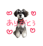 犬のいる暮らしシュナイヴ Ⅰ（個別スタンプ：8）