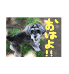 犬のいる暮らしシュナイヴ Ⅰ（個別スタンプ：9）