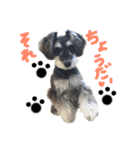 犬のいる暮らしシュナイヴ Ⅰ（個別スタンプ：10）