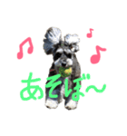 犬のいる暮らしシュナイヴ Ⅰ（個別スタンプ：12）