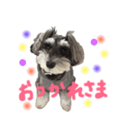 犬のいる暮らしシュナイヴ Ⅰ（個別スタンプ：14）