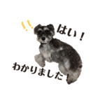 犬のいる暮らしシュナイヴ Ⅰ（個別スタンプ：15）