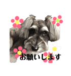 犬のいる暮らしシュナイヴ Ⅰ（個別スタンプ：16）