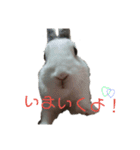 みみとむむのきもち（個別スタンプ：3）