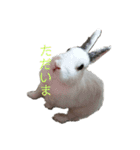 みみとむむのきもち（個別スタンプ：10）