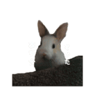 みみとむむのきもち（個別スタンプ：11）