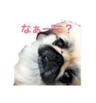 ペキニーズのモンスニちゃん（個別スタンプ：1）