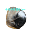 ペキニーズのモンスニちゃん（個別スタンプ：2）