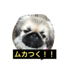 ペキニーズのモンスニちゃん（個別スタンプ：7）