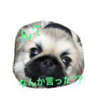 ペキニーズのモンスニちゃん（個別スタンプ：8）