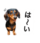 ダックスの可愛いスタンプ（個別スタンプ：9）