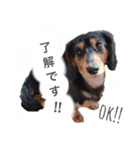 ダックスの可愛いスタンプ（個別スタンプ：10）