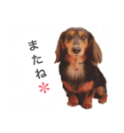 ダックスの可愛いスタンプ（個別スタンプ：13）