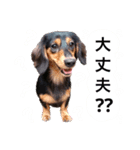 ダックスの可愛いスタンプ（個別スタンプ：17）