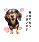 ダックスの可愛いスタンプ（個別スタンプ：18）
