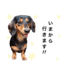 ダックスの可愛いスタンプ（個別スタンプ：19）