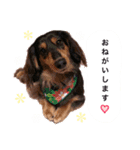ダックスの可愛いスタンプ（個別スタンプ：21）