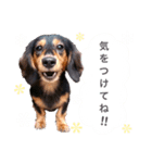 ダックスの可愛いスタンプ（個別スタンプ：23）