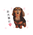 ダックスの可愛いスタンプ（個別スタンプ：30）