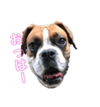 ボクサー犬サディ（個別スタンプ：1）