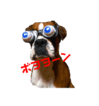 ボクサー犬サディ（個別スタンプ：2）