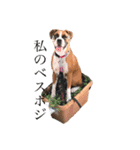 ボクサー犬サディ（個別スタンプ：4）