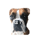 ボクサー犬サディ（個別スタンプ：5）