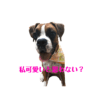 ボクサー犬サディ（個別スタンプ：6）
