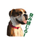 ボクサー犬サディ（個別スタンプ：7）