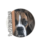 ボクサー犬サディ（個別スタンプ：8）
