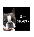 我が家のそらむぎさん（個別スタンプ：7）