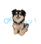 犬のピースくんと時々えびぞうスタンプ（個別スタンプ：1）