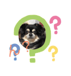 犬のピースくんと時々えびぞうスタンプ（個別スタンプ：3）