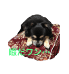 犬のピースくんと時々えびぞうスタンプ（個別スタンプ：4）