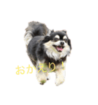 犬のピースくんと時々えびぞうスタンプ（個別スタンプ：5）