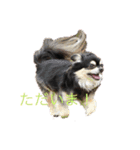 犬のピースくんと時々えびぞうスタンプ（個別スタンプ：6）