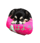 犬のピースくんと時々えびぞうスタンプ（個別スタンプ：7）
