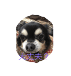 犬のピースくんと時々えびぞうスタンプ（個別スタンプ：9）