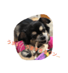 犬のピースくんと時々えびぞうスタンプ（個別スタンプ：10）